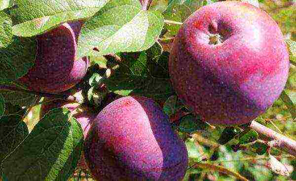 the best varieties of apple trees in Ukraine