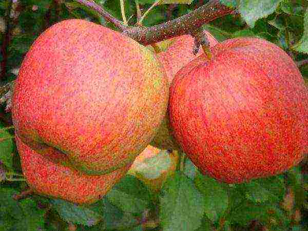 the best apple varieties of ukraine