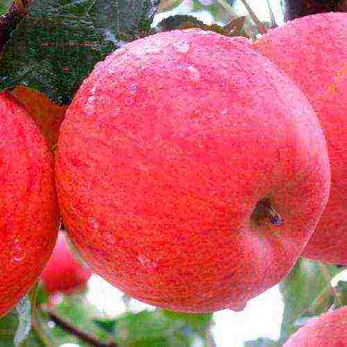 the best varieties of apple trees in Ukraine