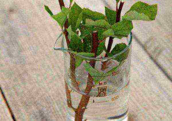 the best varieties of Japanese spirea