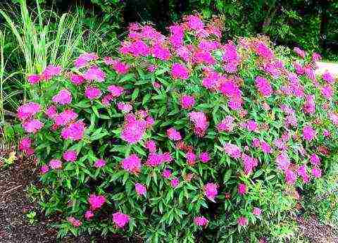 ang pinakamahusay na pagkakaiba-iba ng Japanese spirea