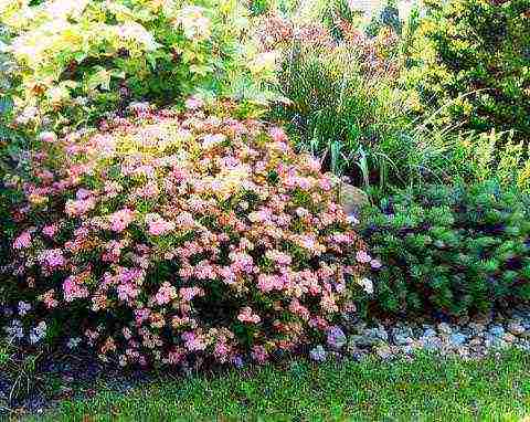 the best varieties of Japanese spirea