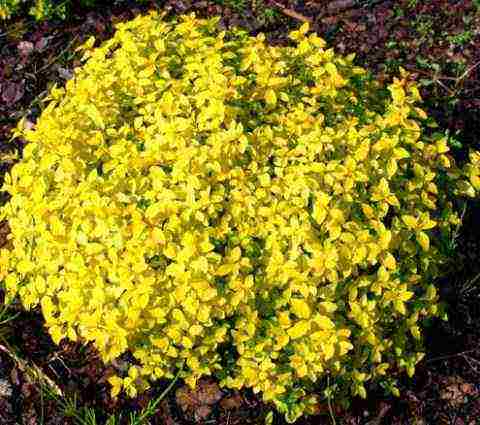 the best varieties of Japanese spirea