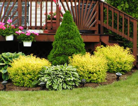 ang pinakamahusay na pagkakaiba-iba ng Japanese spirea