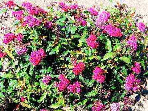 the best varieties of Japanese spirea