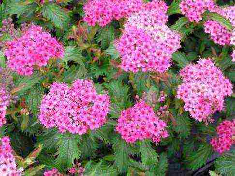 the best varieties of Japanese spirea