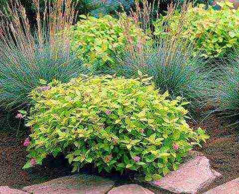 the best varieties of Japanese spirea