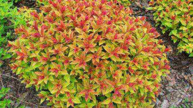 the best varieties of Japanese spirea