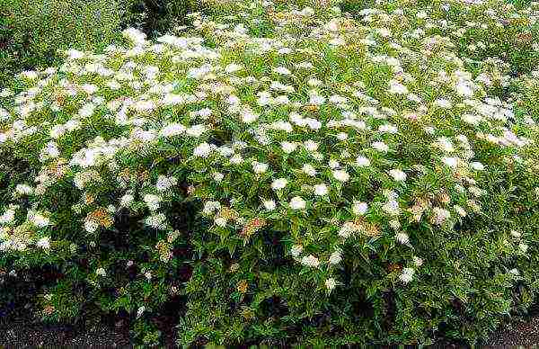 the best varieties of Japanese spirea