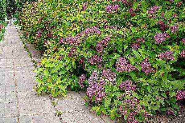 the best varieties of Japanese spirea