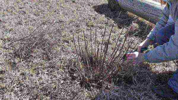 ang pinakamahusay na pagkakaiba-iba ng Japanese spirea