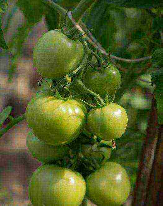 the best varieties of green tomatoes