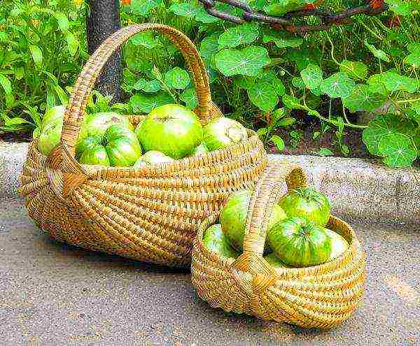 the best varieties of green tomatoes