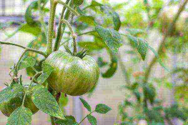 the best varieties of green tomatoes