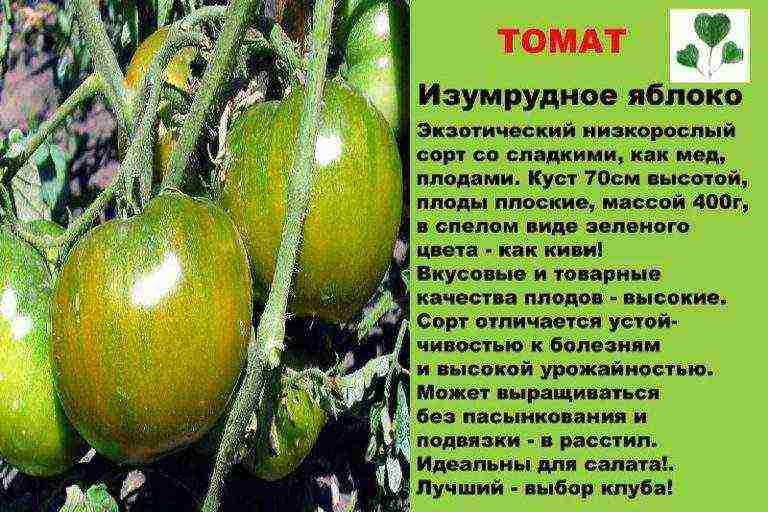 the best varieties of green tomatoes