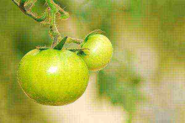 the best varieties of green tomatoes