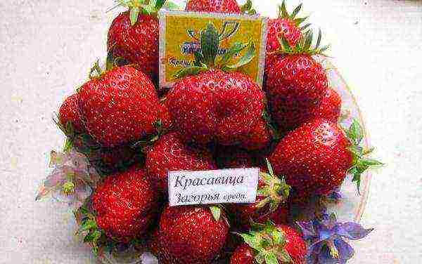 ang pinakamahusay na mga pagkakaiba-iba ng mga strawberry para sa rehiyon ng Moscow