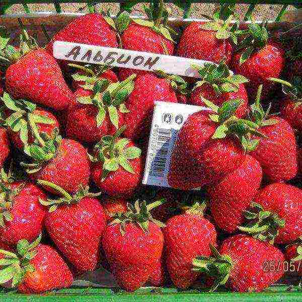 ang pinakamahusay na mga pagkakaiba-iba ng mga strawberry para sa rehiyon ng Moscow