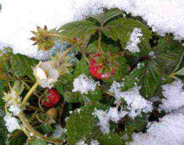 ang pinakamahusay na mga pagkakaiba-iba ng mga strawberry para sa rehiyon ng Moscow