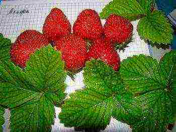 the best varieties of strawberries for the Moscow region