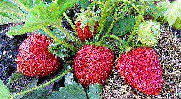 ang pinakamahusay na mga pagkakaiba-iba ng mga strawberry para sa rehiyon ng Moscow