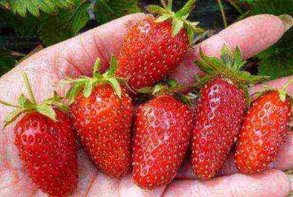 ang pinakamahusay na mga pagkakaiba-iba ng mga strawberry para sa rehiyon ng Moscow