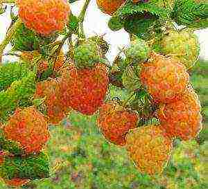the best varieties of yellow raspberries
