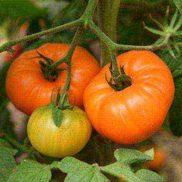 the best varieties of yellow-fruited tomatoes