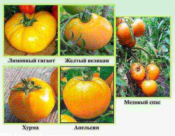 the best varieties of yellow-fruited tomatoes