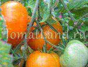 the best varieties of yellow-fruited tomatoes