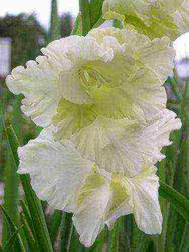 the best varieties of yellow gladioli