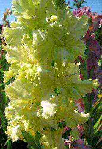 the best varieties of yellow gladioli