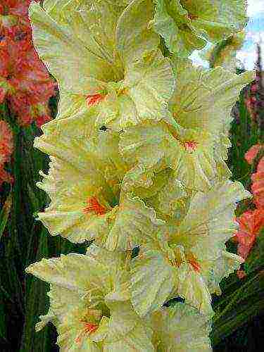 the best varieties of yellow gladioli