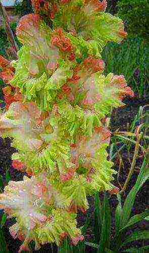 the best varieties of yellow gladioli