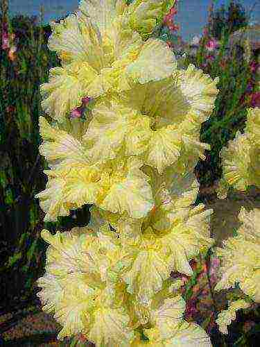 the best varieties of yellow gladioli