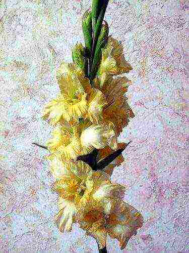 the best varieties of yellow gladioli