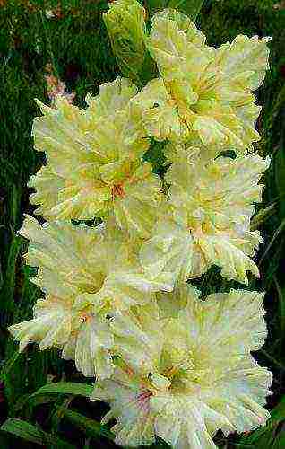 the best varieties of yellow gladioli