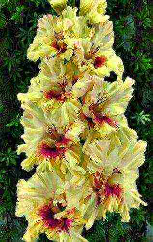 the best varieties of yellow gladioli