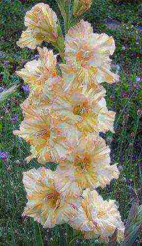 the best varieties of yellow gladioli