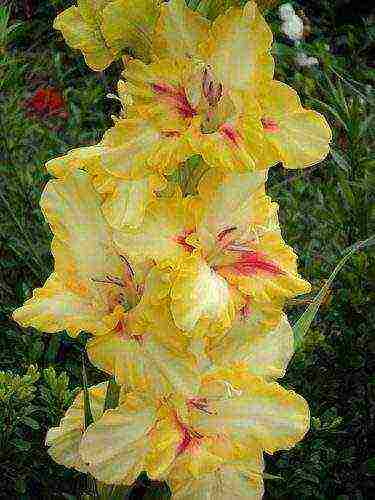 the best varieties of yellow gladioli