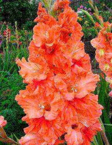 the best varieties of yellow gladioli