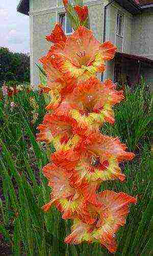 the best varieties of yellow gladioli