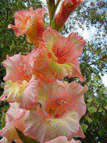 the best varieties of yellow gladioli