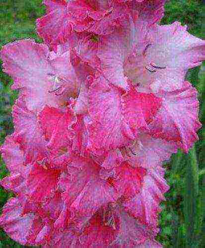 the best varieties of yellow gladioli