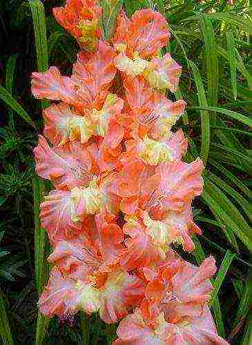 the best varieties of yellow gladioli