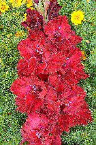 the best varieties of yellow gladioli