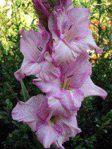 the best varieties of yellow gladioli