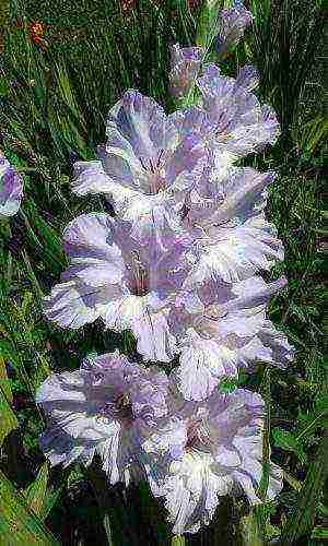 the best varieties of yellow gladioli