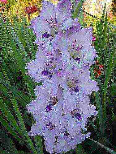 the best varieties of yellow gladioli