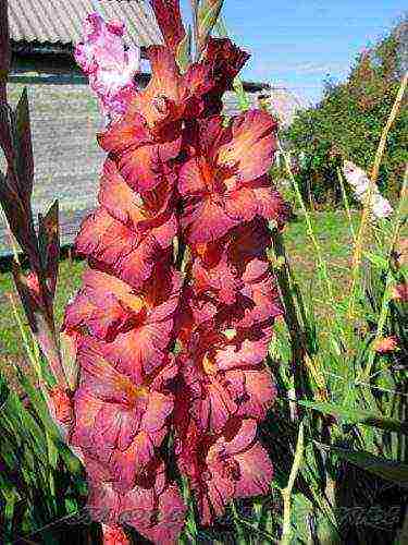 the best varieties of yellow gladioli